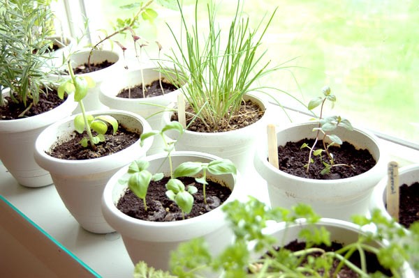 People Who Can Benefit From Indoor Herb Garden