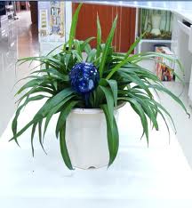 Watering An Indoor Herb Garden