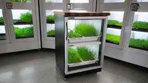 How To Grow Herbs In An Indoor Herb Garden Automatically