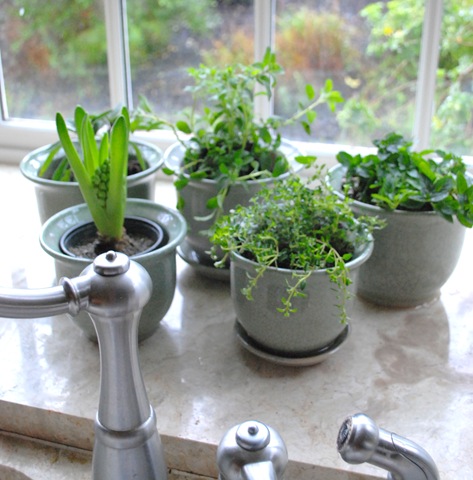 How to Make an Indoor Herb Garden