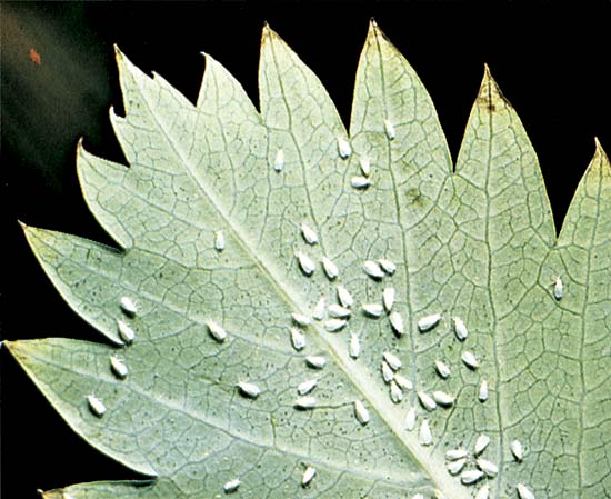 Indoor Herb Garden Insects