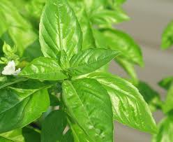 How To Grow Basil Indoors