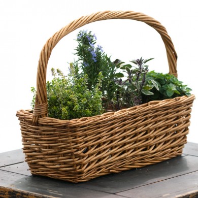 Indoor Herb Garden in Limited Space