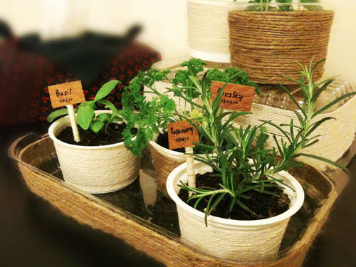 5 Easy Steps in Starting an Indoor Herb Garden