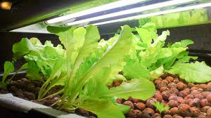 Aquaponic Indoor Herb Garden To Make Your Life Healthier